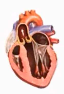 Beneficios del Ecocardiograma en el Contexto Deportivo